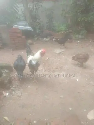Farm Hens