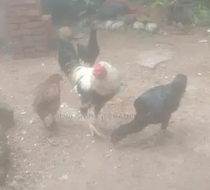 Farm Hens