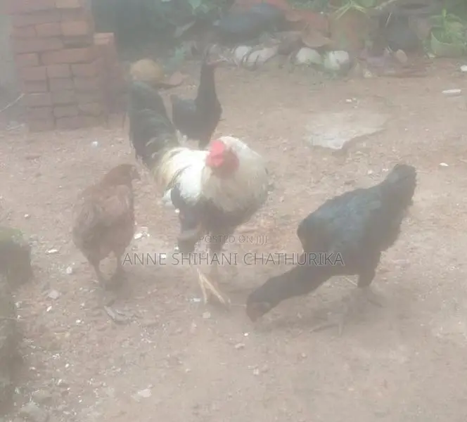 Farm Hens