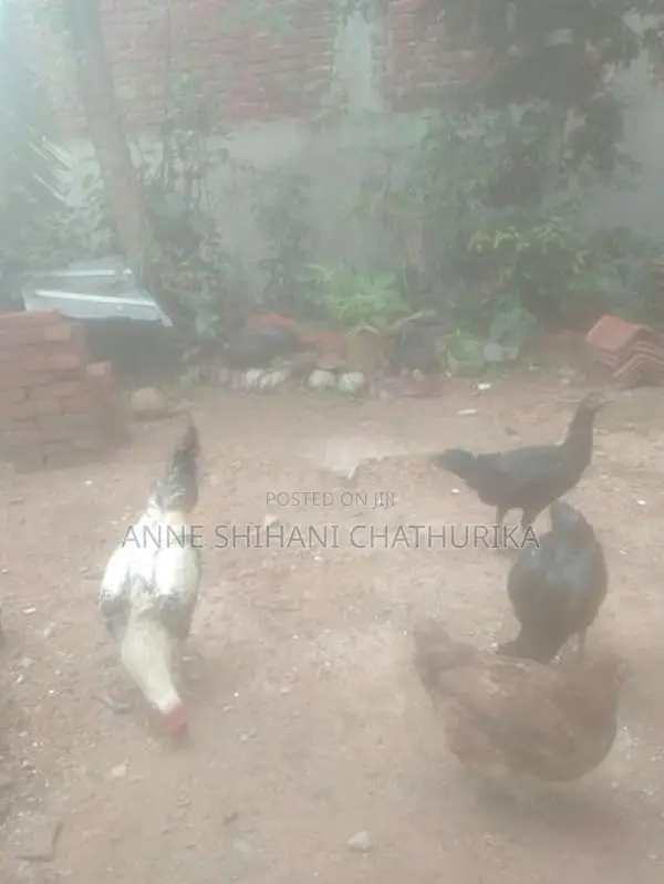Farm Hens
