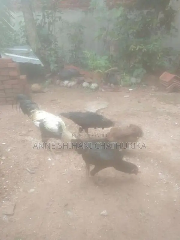 Farm Hens