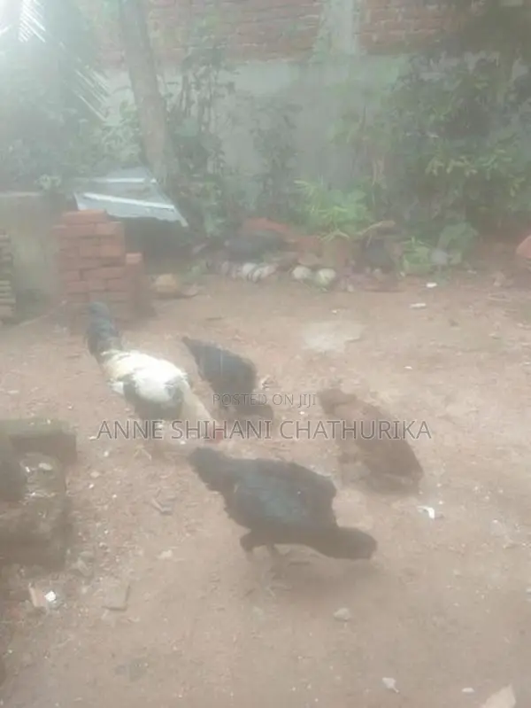 Farm Hens