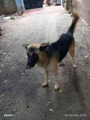 German Shepherd