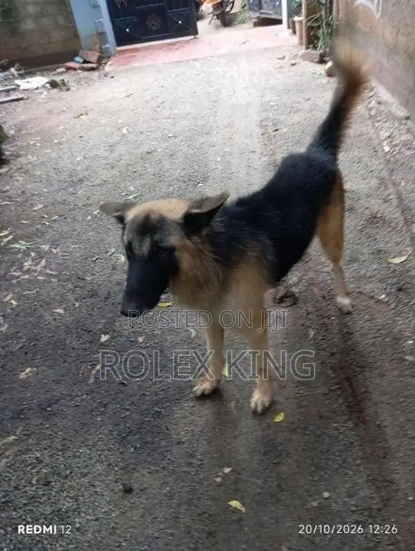 German Shepherd