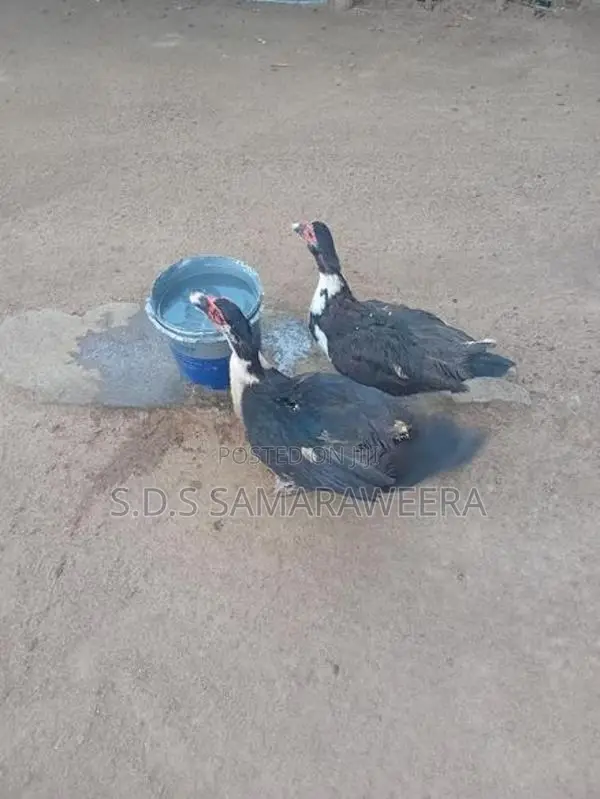 Moscovian Duck