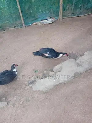 Moscovian Duck