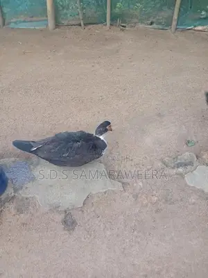 Moscovian Duck