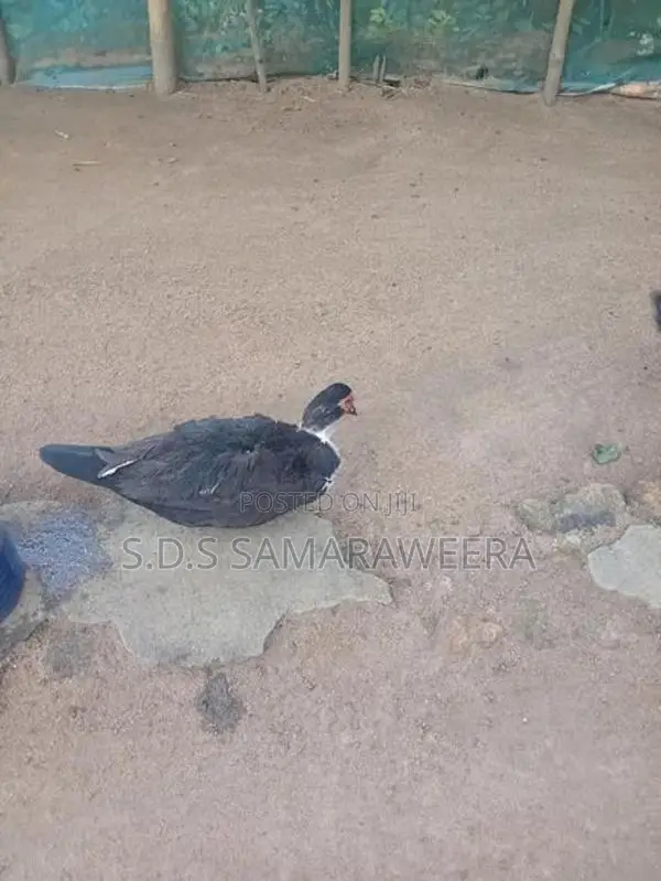 Moscovian Duck