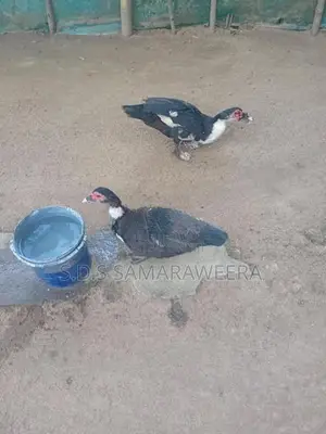 Moscovian Duck