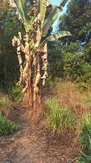 Land for Sale in Ganemulla, Ja-Ela