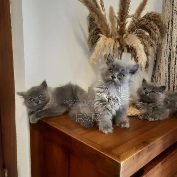 British Longhair Kittens