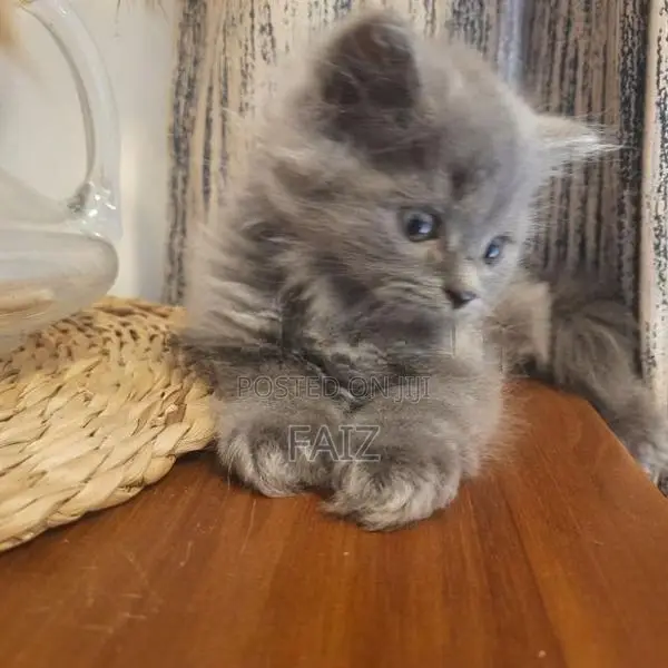 British Longhair Kittens