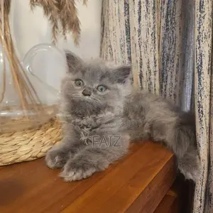 British Longhair Kittens