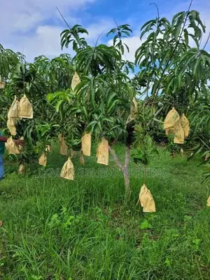 TJC Mango Land for Sale in Bata Atha, Hungama