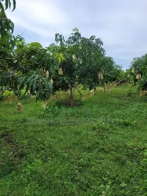 TJC Mango Land for Sale in Bata Atha, Hungama