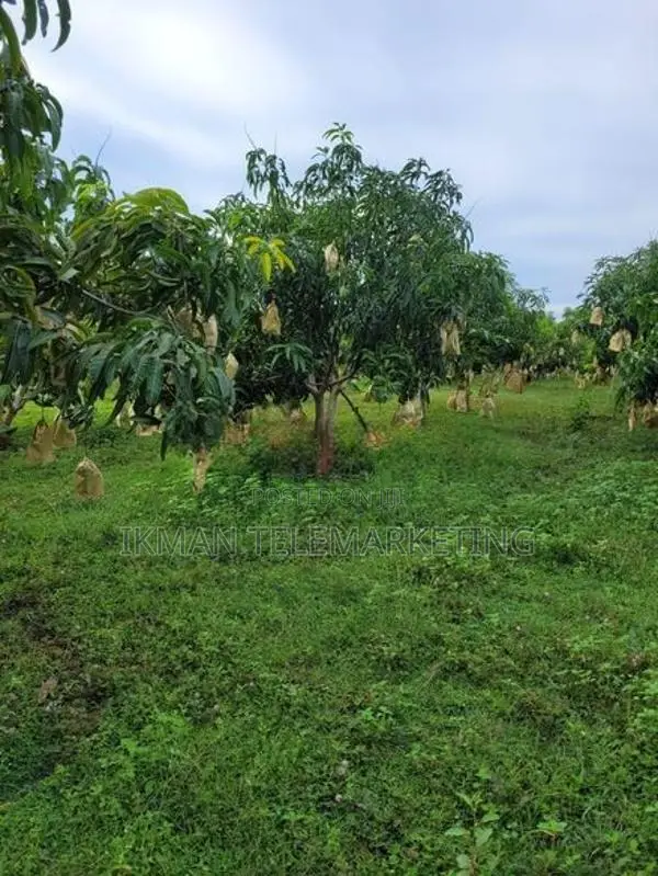 TJC Mango Land for Sale in Bata Atha, Hungama