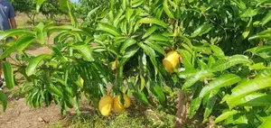 TJC Mango Land for Sale in Bata Atha, Hungama