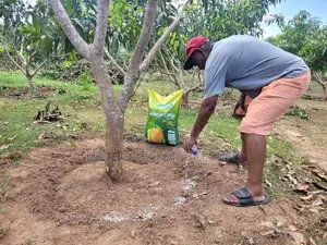 TJC Mango Land for Sale in Bata Atha, Hungama