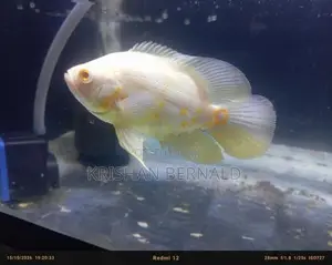 Oscar