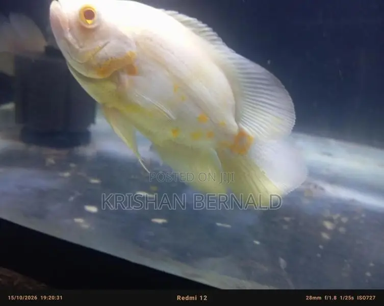 Oscar