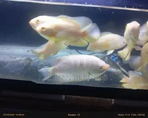Oscar
