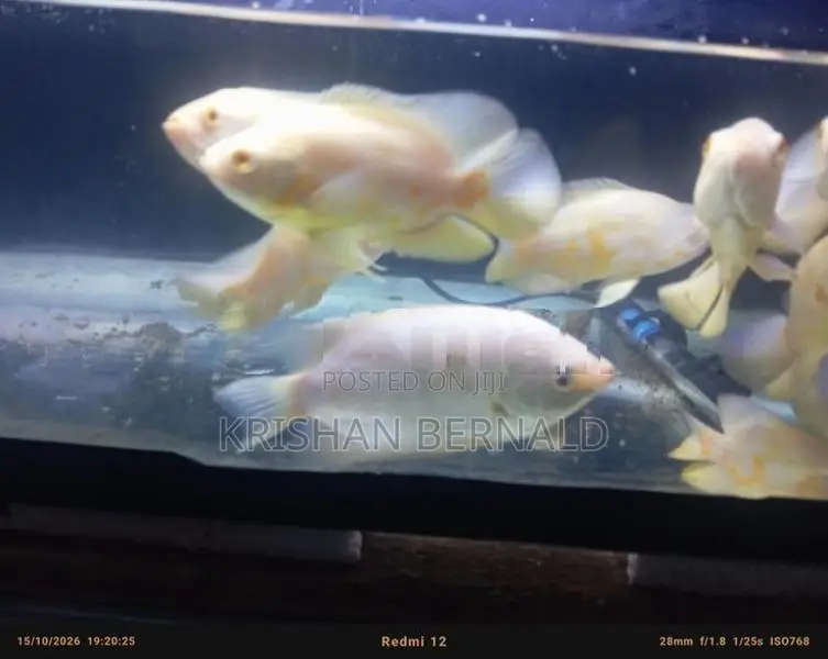 Oscar