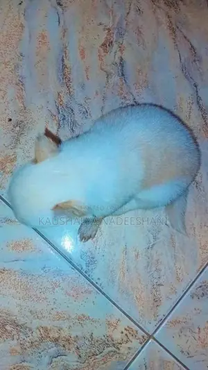 ලයන් ෆෝමනේරියන්