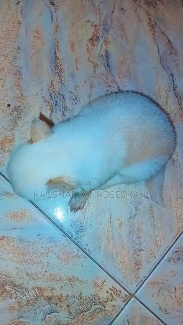 ලයන් ෆෝමනේරියන්