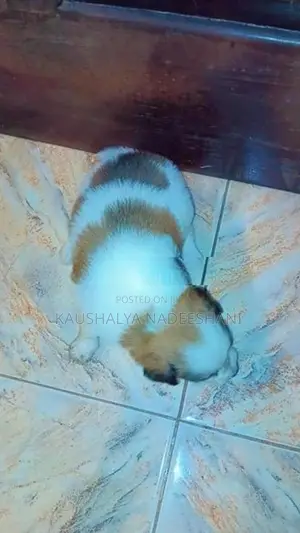 ලයන් ෆෝමනේරියන්