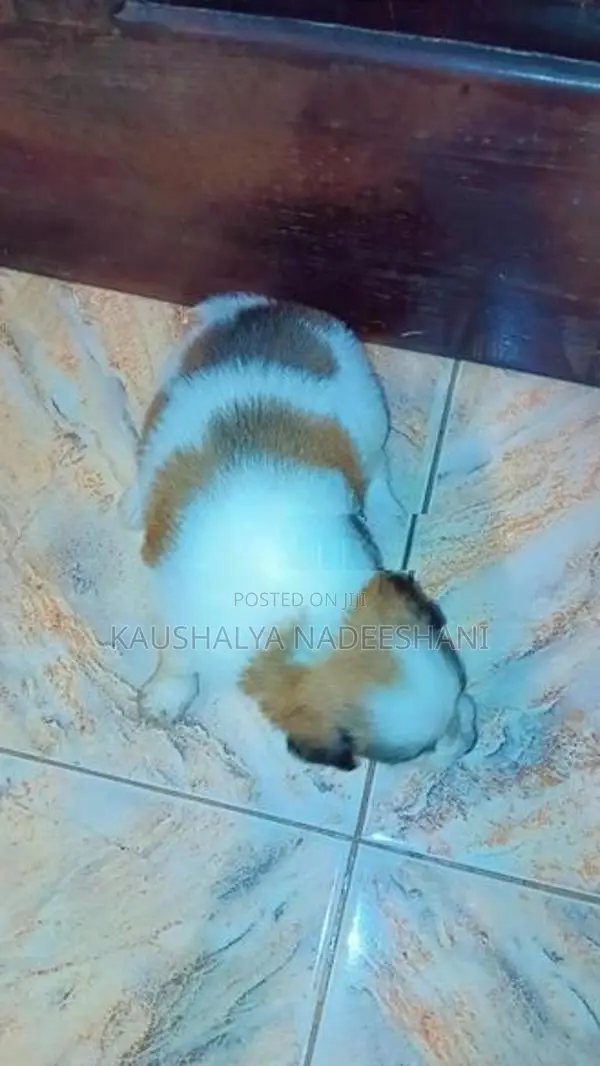 ලයන් ෆෝමනේරියන්