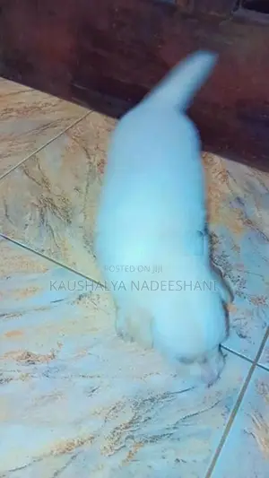ලයන් ෆෝමනේරියන්