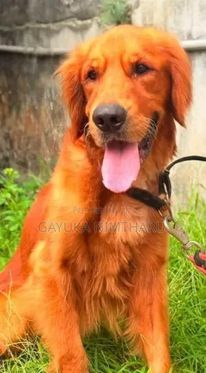 Golden Retriever Male