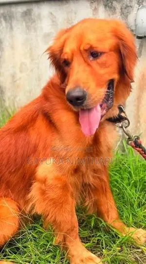 Golden Retriever Male
