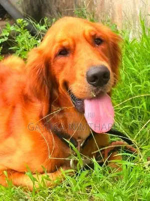 Golden Retriever Male