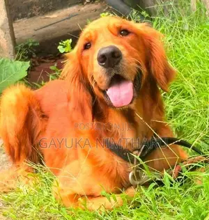 Golden Retriever Male