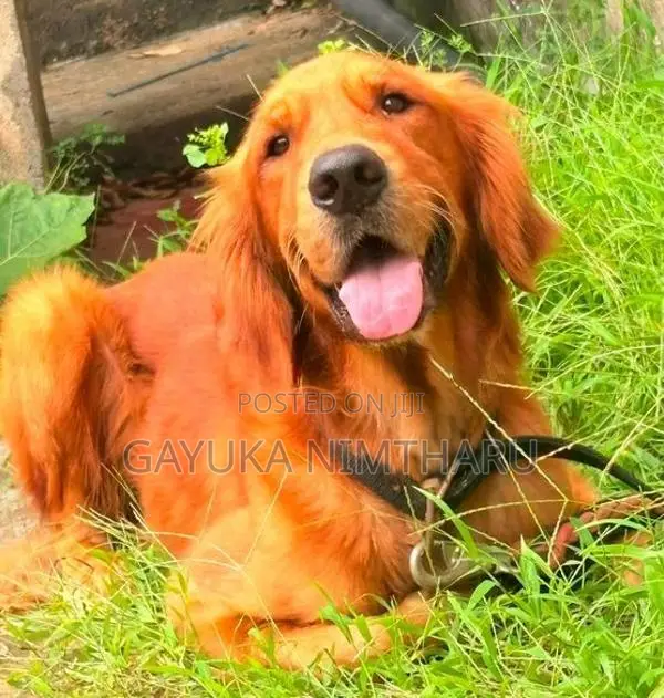 Golden Retriever Male