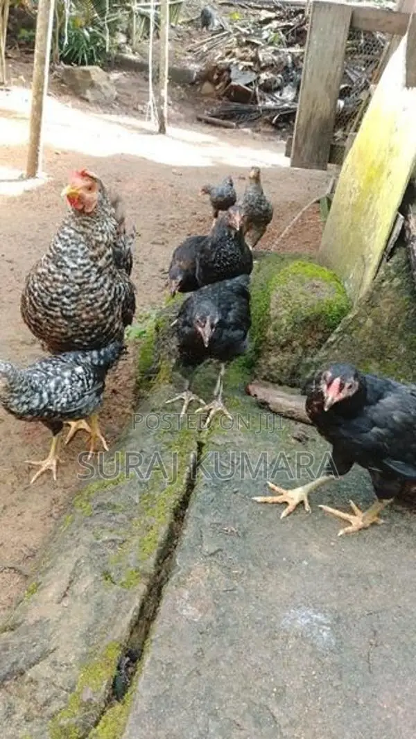 ගමි කුකුළු පැටව් තිබෙි.
