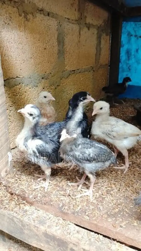 ගමි කුකුළු පැටව් තිබෙි.