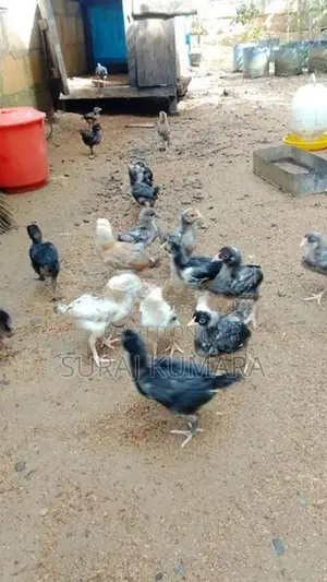 ගමි කුකුළු පැටව් තිබෙි.
