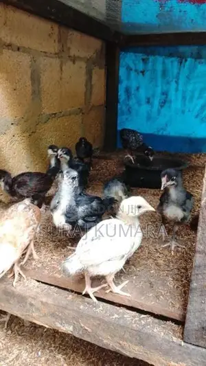 ගමි කුකුළු පැටව් තිබෙි.