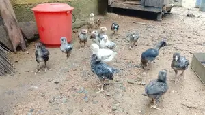 ගමි කුකුළු පැටව් තිබෙි.