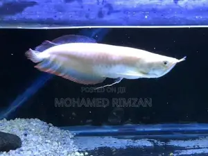 Albino Arowana