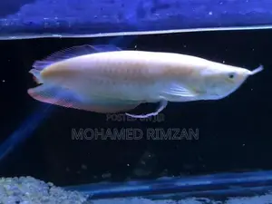 Albino Arowana