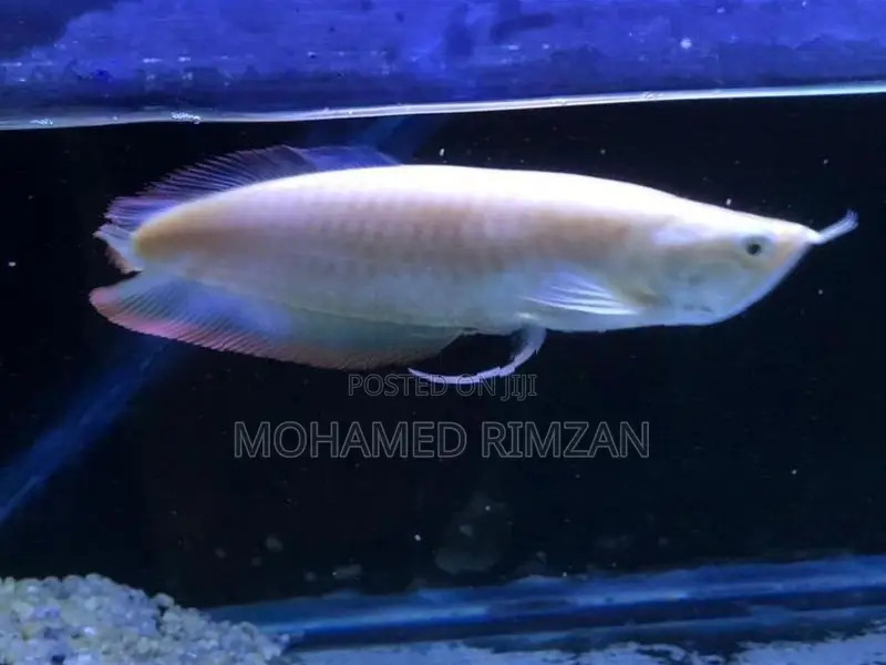 Albino Arowana