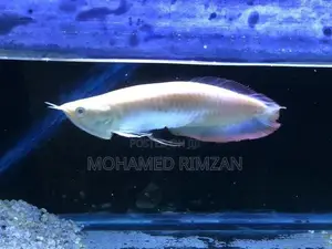 Albino Arowana
