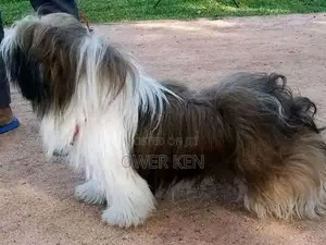 Shih Tzu Puppy