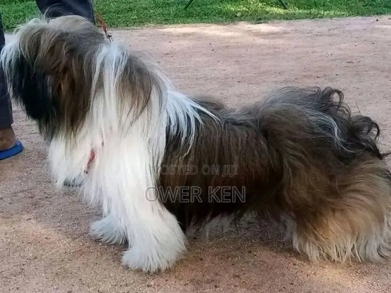 Shih Tzu Puppy