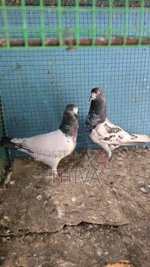 Pigeons