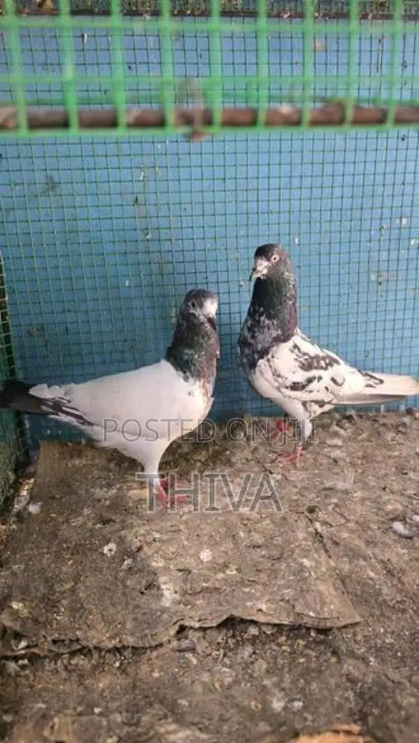Pigeons