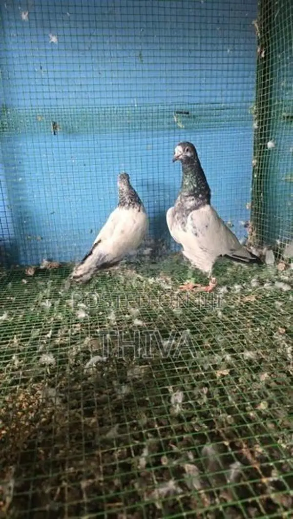 Pigeons